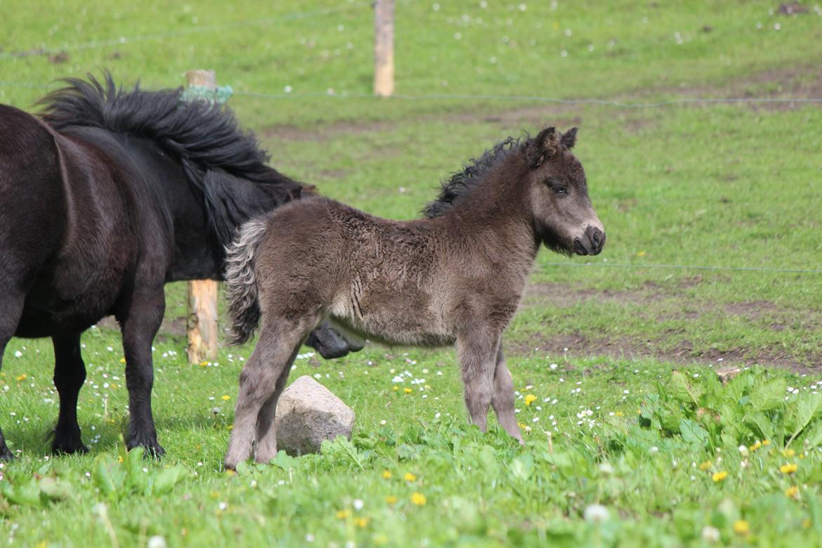 Shetlænder Trinhedegaards Olympia billede 2