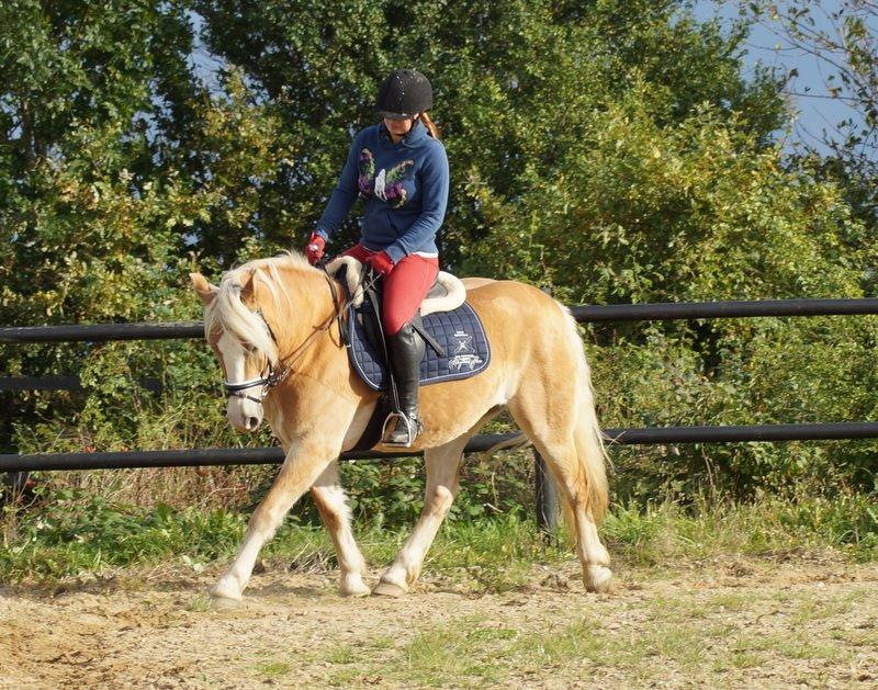 Haflinger Rascitta billede 18