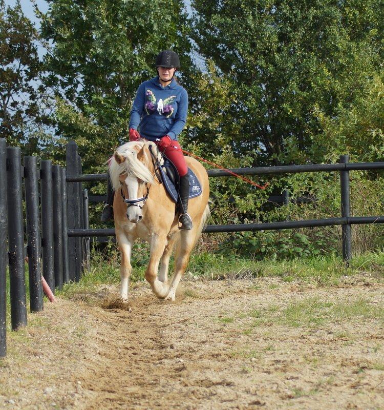 Haflinger Rascitta billede 10