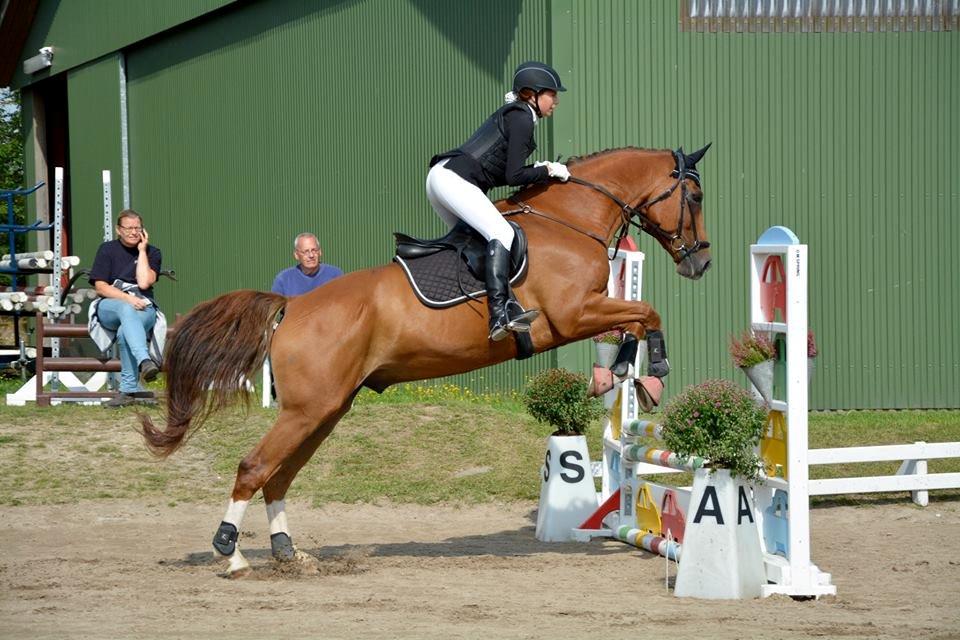 Tysk Oldenburger Lifestyle billede 4