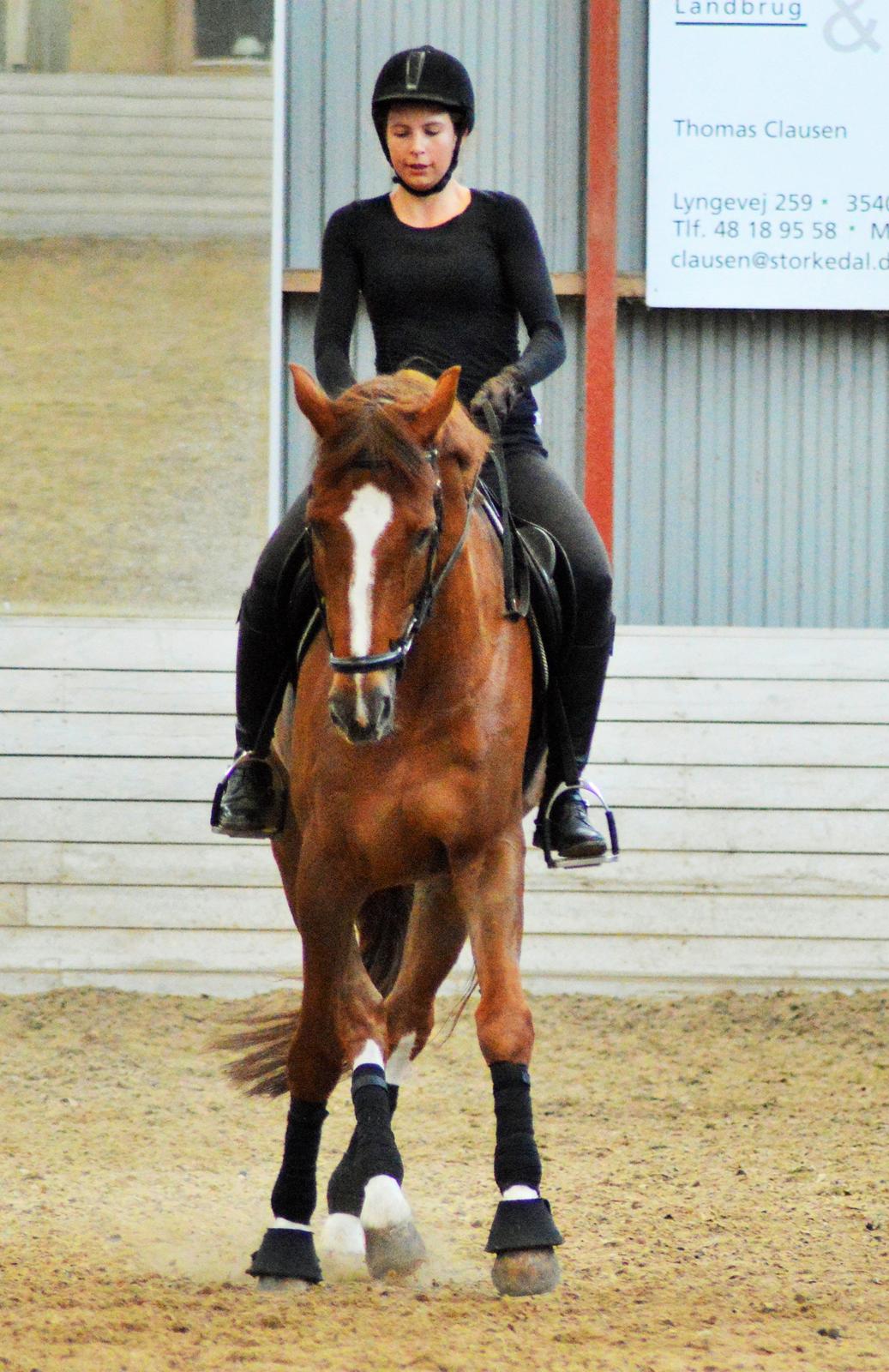 Tysk Oldenburger Lifestyle billede 3