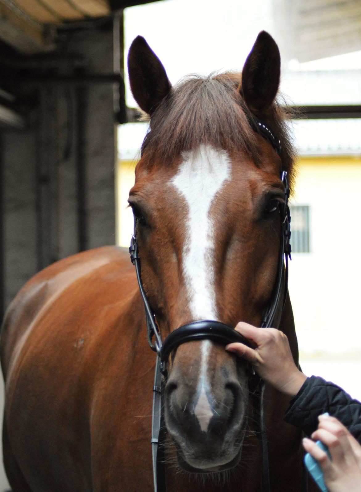 Tysk Oldenburger Lifestyle billede 5