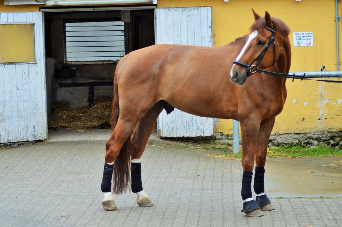 Tysk Oldenburger Lifestyle billede 6