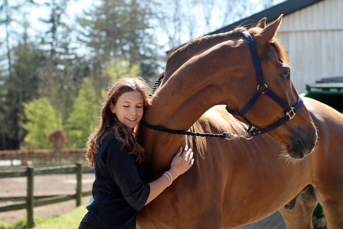 Tysk Oldenburger Lifestyle billede 1