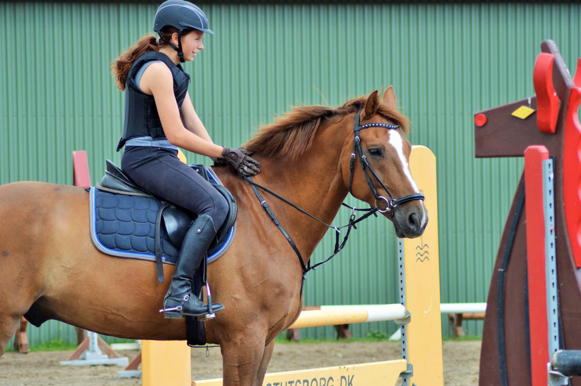 Tysk Oldenburger Lifestyle billede 7