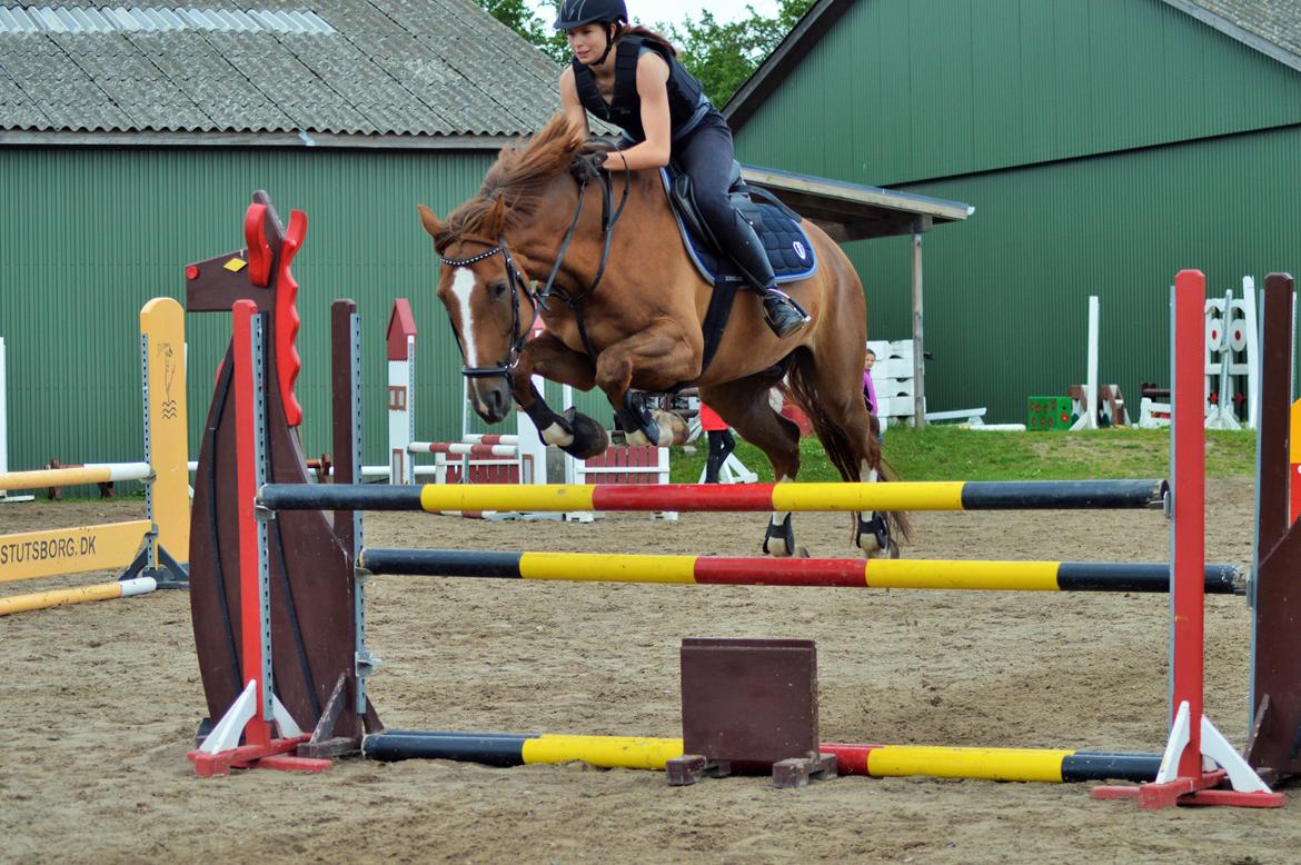 Tysk Oldenburger Lifestyle billede 8