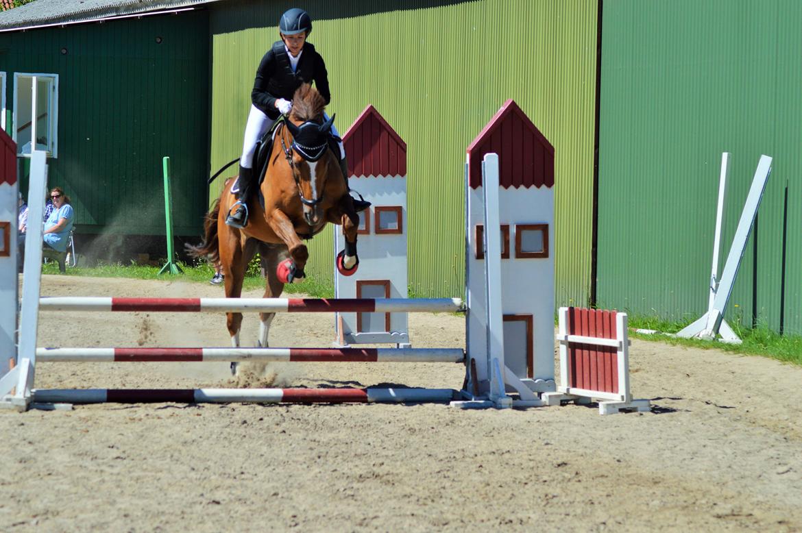 Tysk Oldenburger Lifestyle billede 12