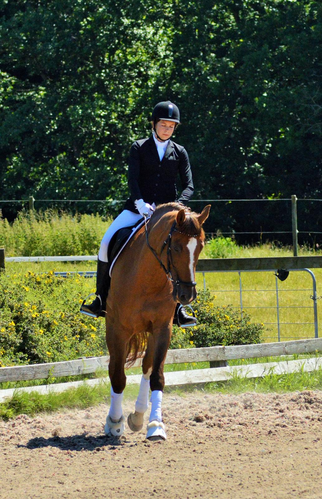 Tysk Oldenburger Lifestyle billede 10