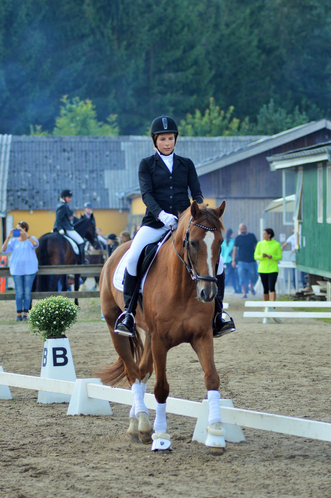 Tysk Oldenburger Lifestyle billede 11