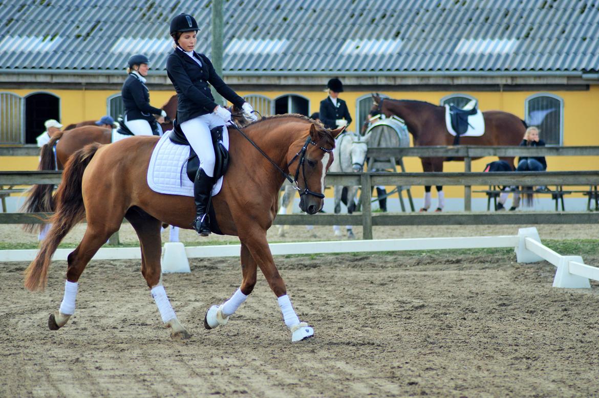 Tysk Oldenburger Lifestyle billede 13