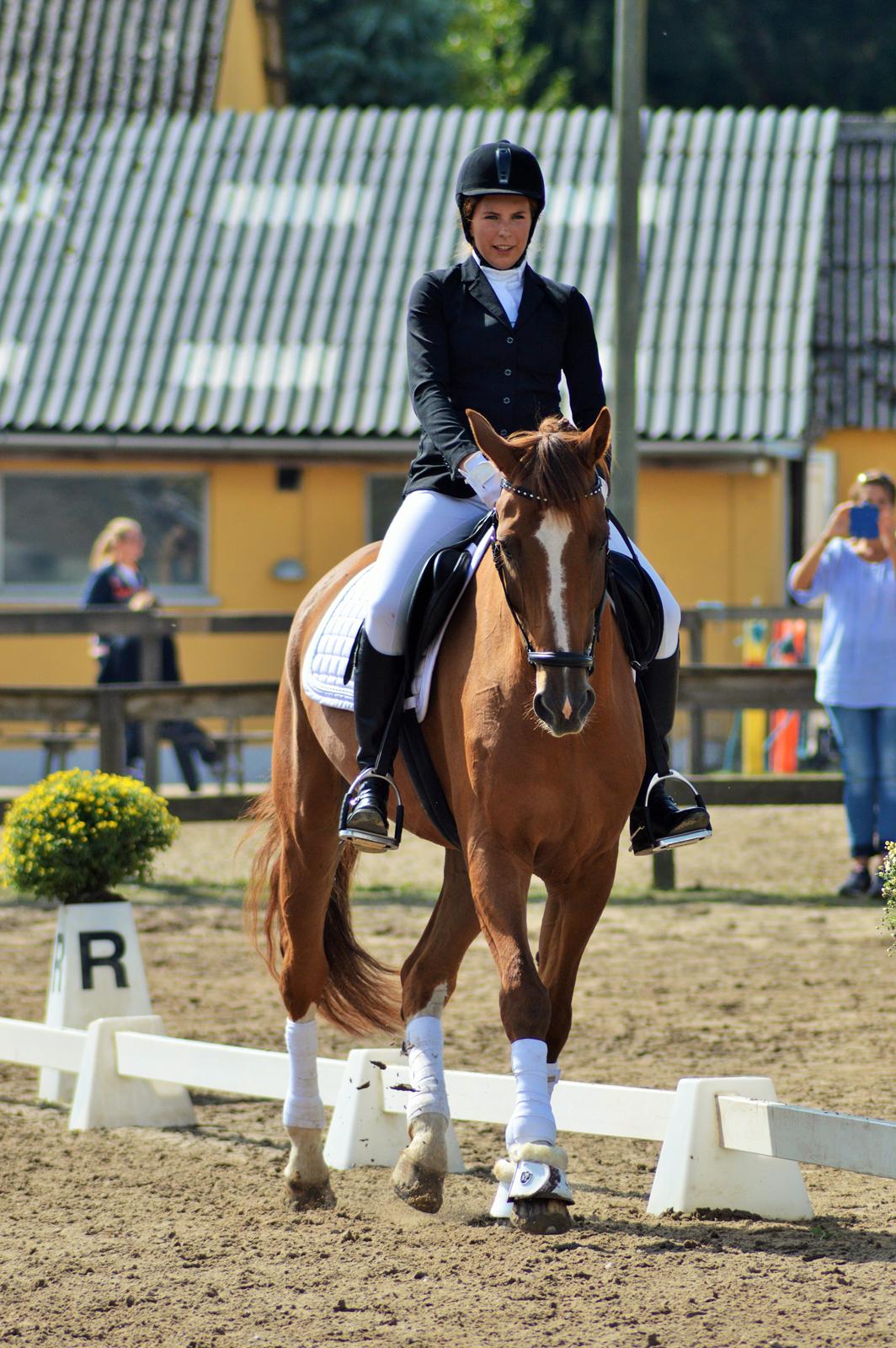 Tysk Oldenburger Lifestyle billede 15