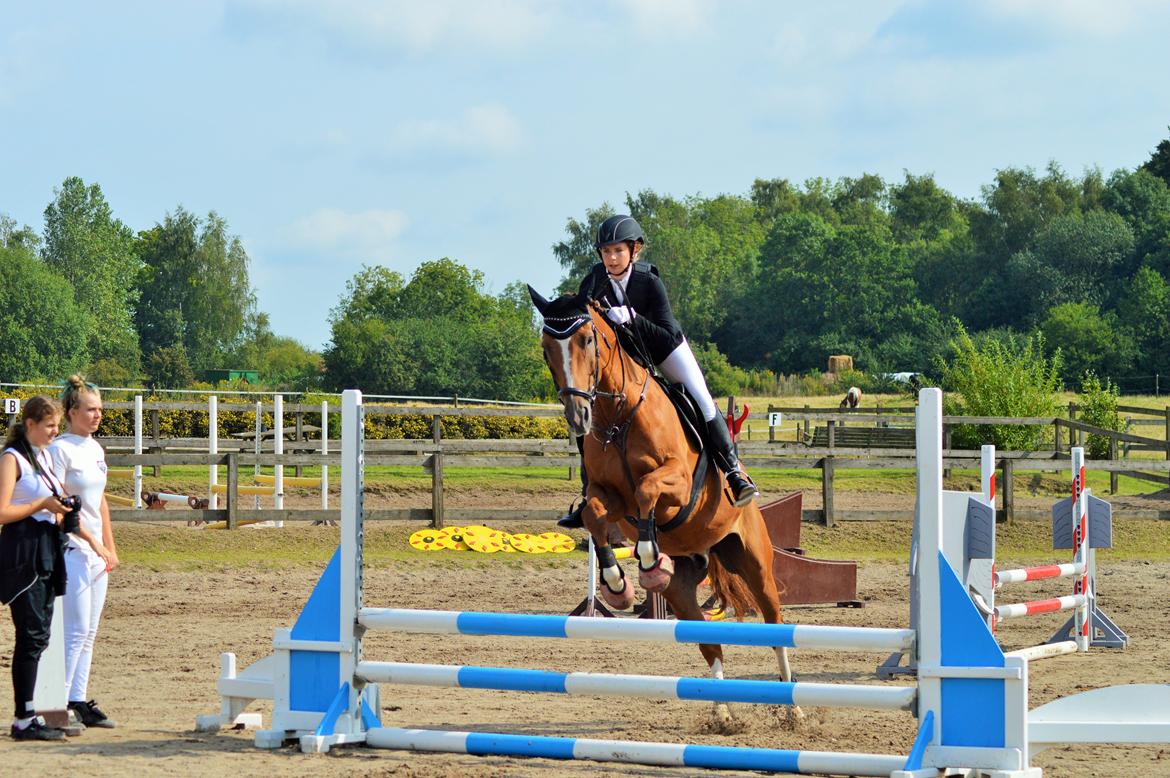 Tysk Oldenburger Lifestyle billede 16