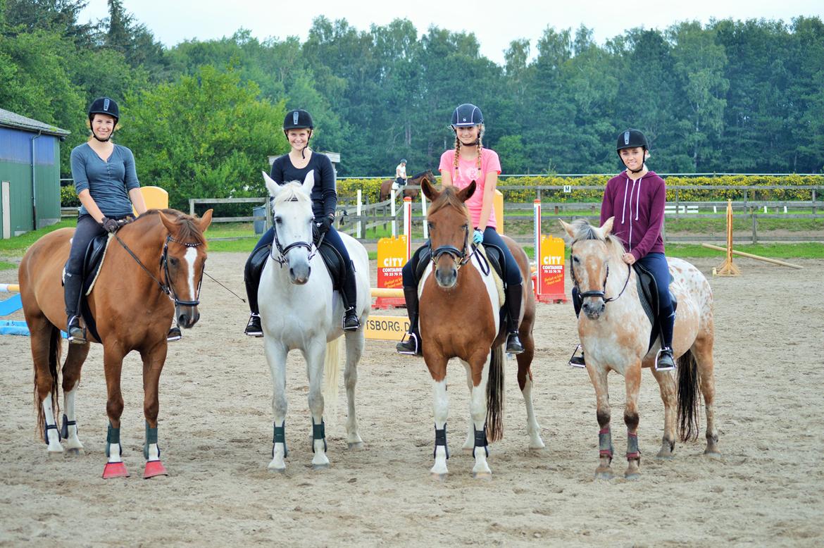 Tysk Oldenburger Lifestyle billede 18