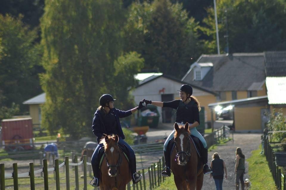 Tysk Oldenburger Lifestyle billede 20