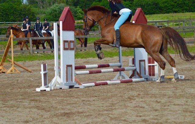 Tysk Oldenburger Lifestyle billede 19