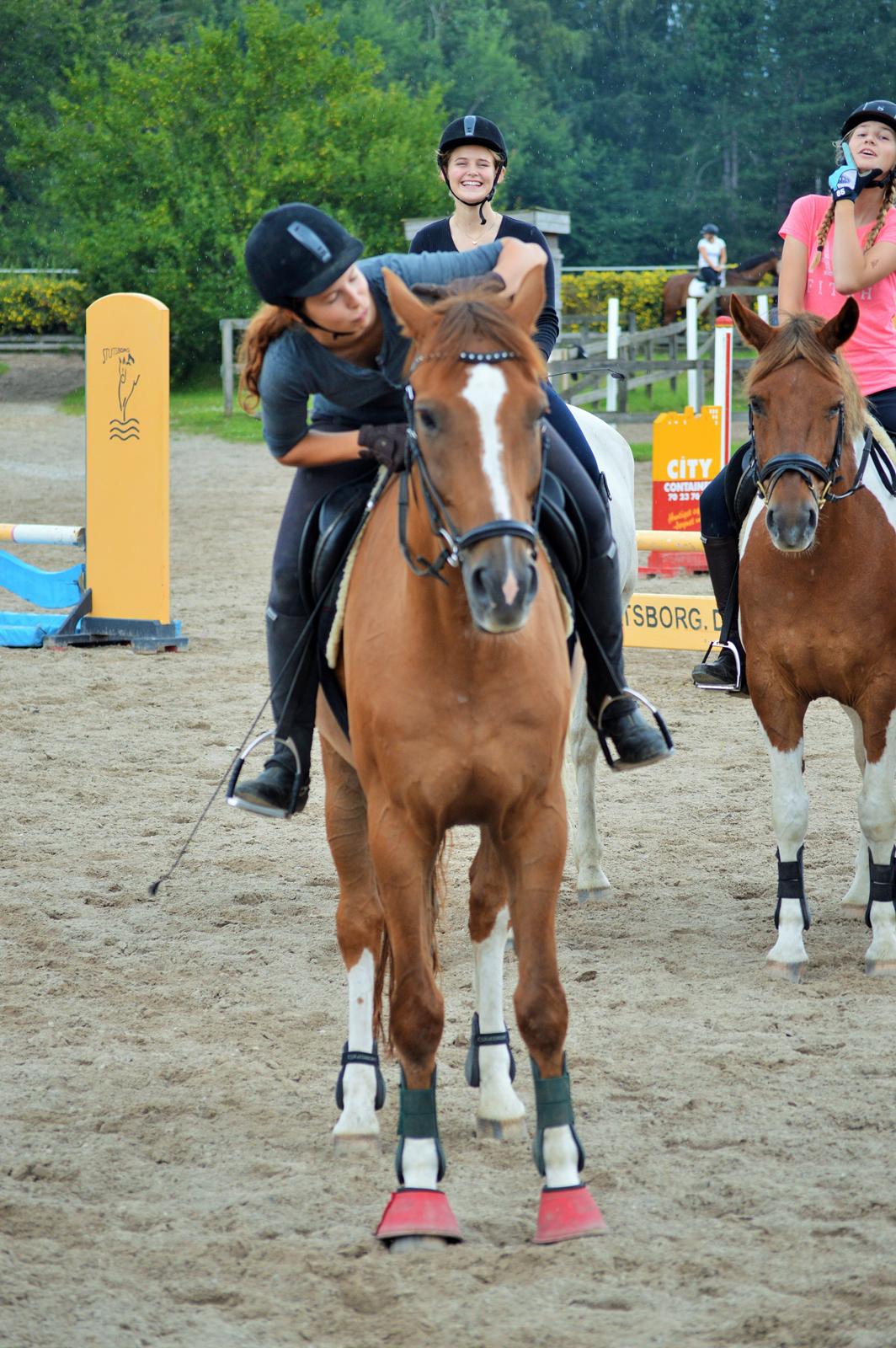 Tysk Oldenburger Lifestyle billede 9