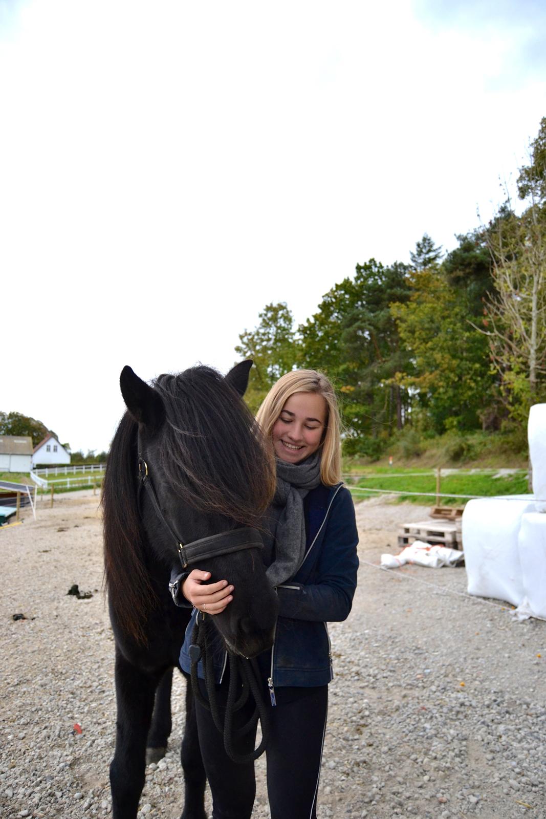 Islænder Aska fra Kringlan  - - Oktober 2015 billede 10