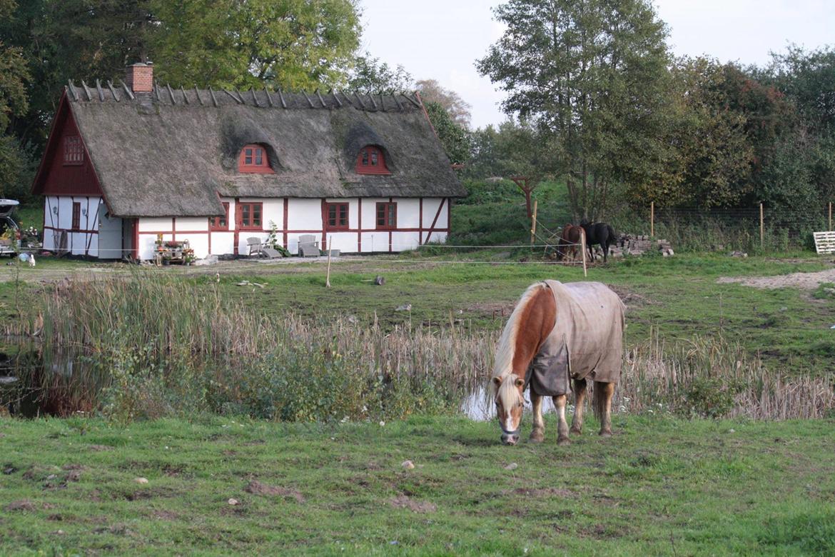 Haflinger Eddali billede 2