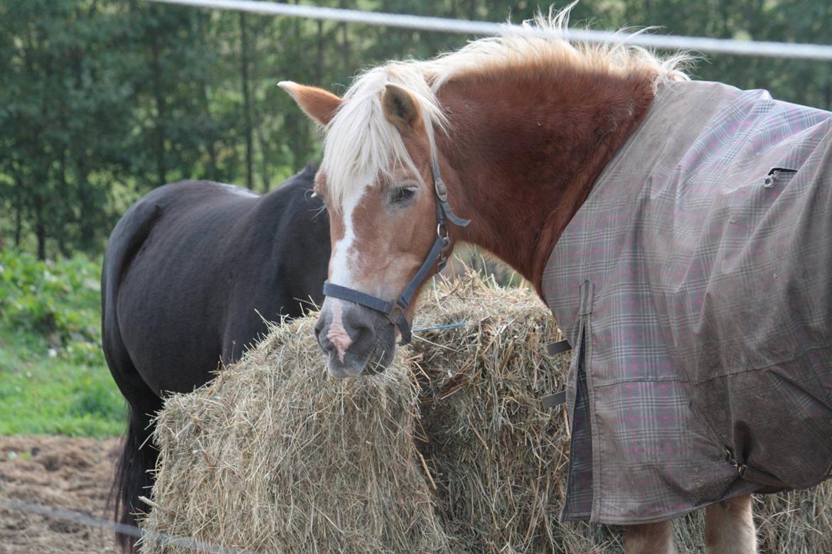 Haflinger Eddali billede 4