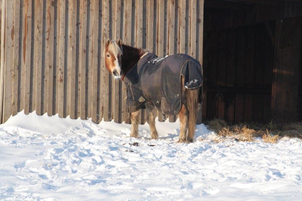 Haflinger Eddali billede 5