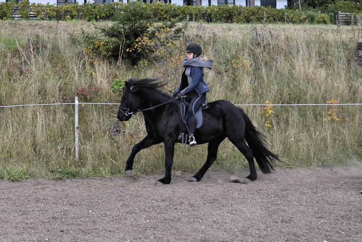 Islænder Aska fra Kringlan  - Galop - oktober 2015 billede 9