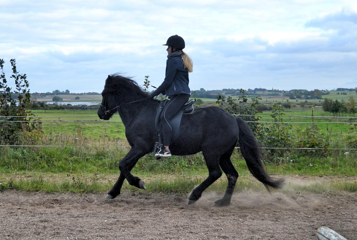 Islænder Aska fra Kringlan  - Lidt mere galop - oktober 2015 billede 13
