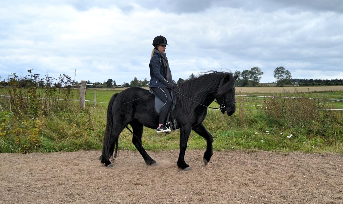 Islænder Aska fra Kringlan  - Skridt (læg mærke til at mine tøjler er helt løse, så det er ikke grunden til at hun åbner munden) - oktober 2015 billede 19