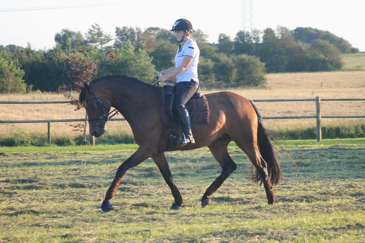 Dansk Varmblod Angelina - Dejlig sommerridning billede 9