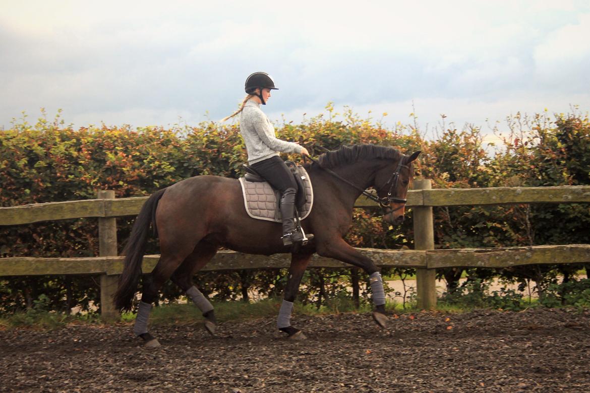 Dansk Varmblod Angelina - 12-10-2015 billede 15