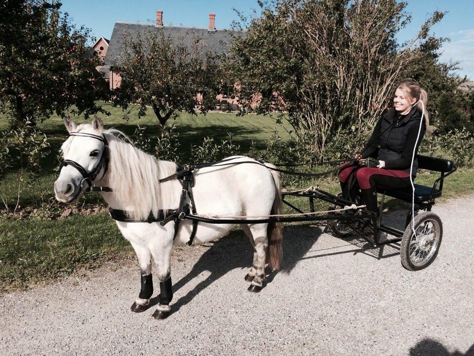 Dansk Miniature Mynte - Ny vogn ;-) billede 18