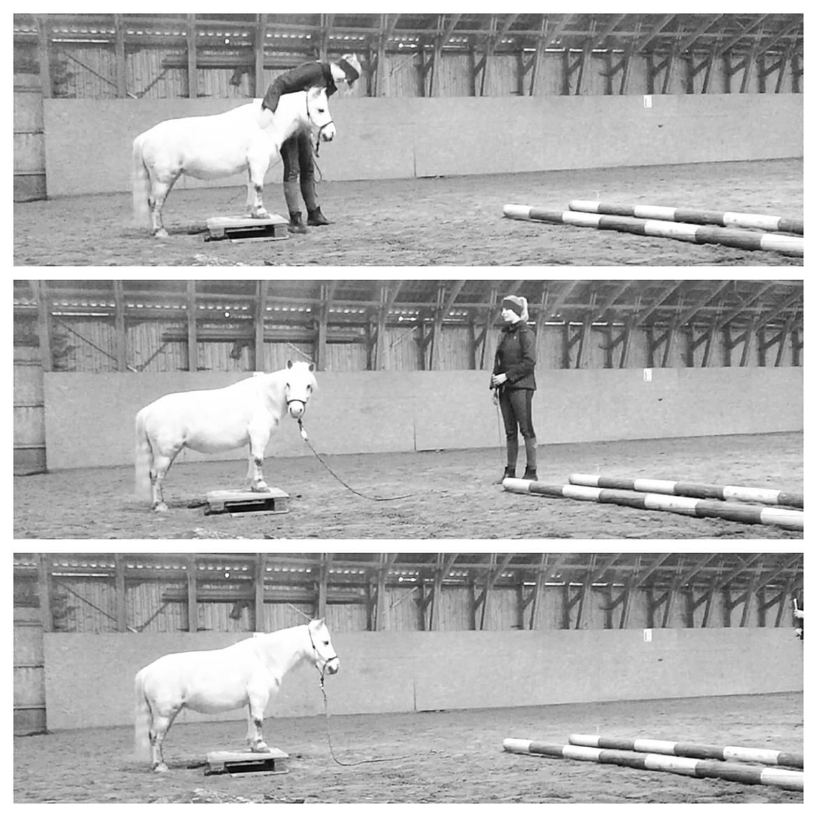 Dansk Miniature Mynte - Min dygtige og lydige pony <3 billede 19