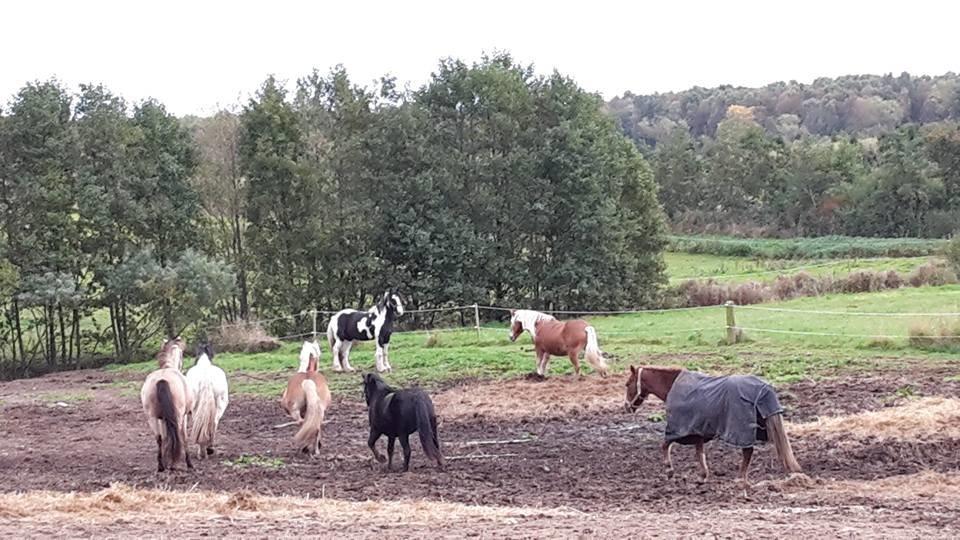 Tinker Sir galahad of irish billede 5