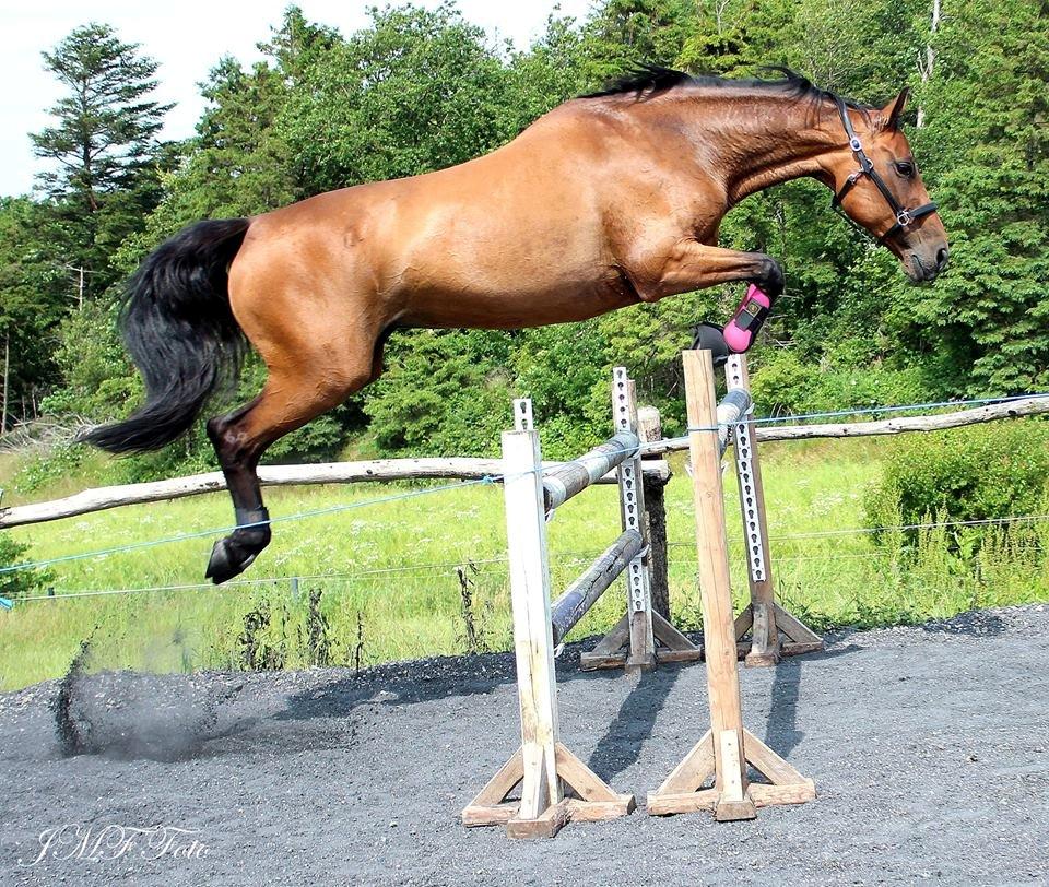 Dansk Varmblod Rotterdam's twinsister - Min smukke spring hest, dagen hun sprang 120cm for første gang uden tøven, desværre fik hun kun den ene chance da skade stoppede for mere spring :( billede 2