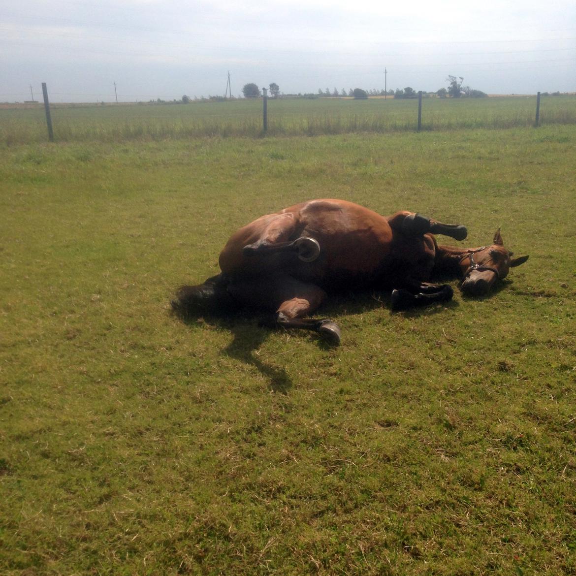 Dansk Varmblod Rotterdam's twinsister - dejligt med en rulletur efter vask billede 14