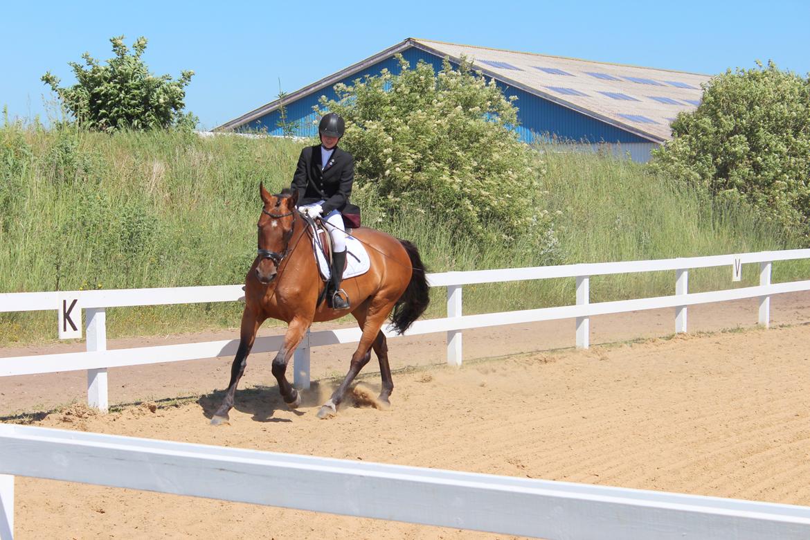 Dansk Varmblod Rotterdam's twinsister - andet stævne med mig foto Julie billede 9