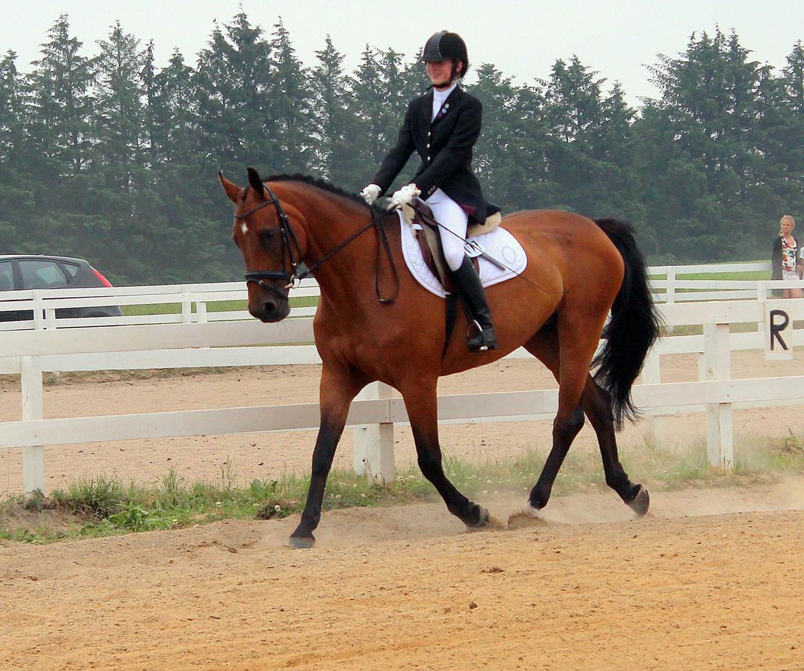 Dansk Varmblod Rotterdam's twinsister - andet stævne med mig foto Julie  billede 10