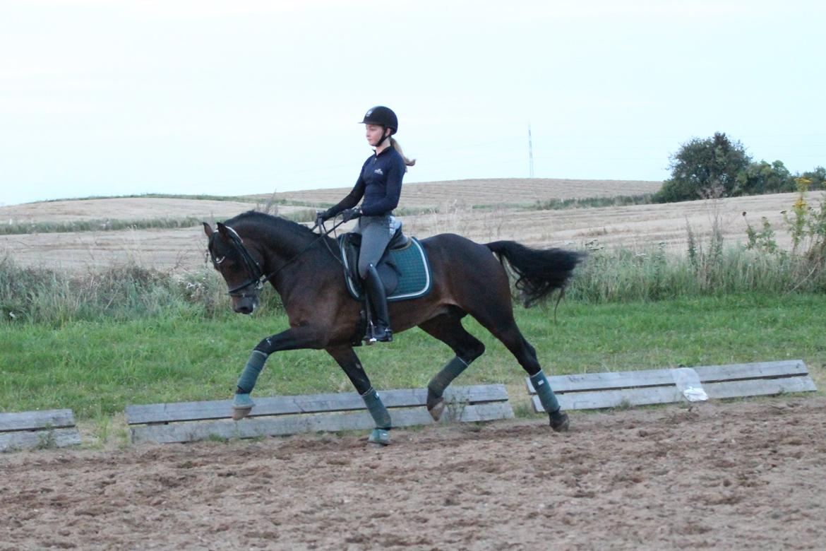 Welsh Cob (sec D) Fronerthig Revolution *A-pony* billede 9