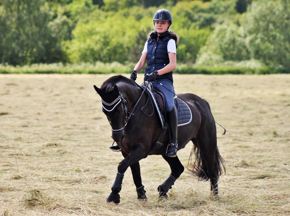 New Forest Hallinds Kaiser billede 5