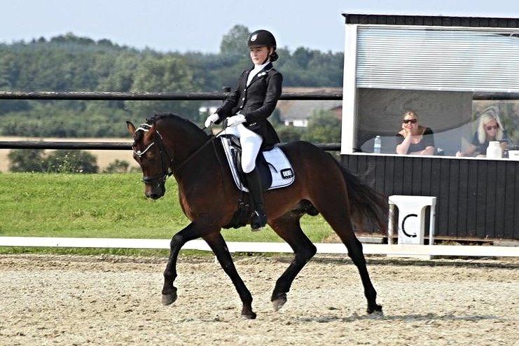 Welsh Cob (sec D) Fronerthig Revolution *A-pony* - 2 stævne sammen billede 12