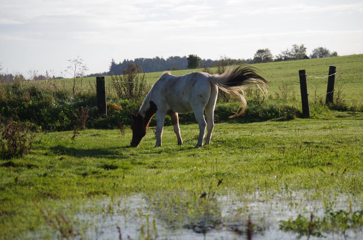 Anden særlig race Lucky Luke  billede 5