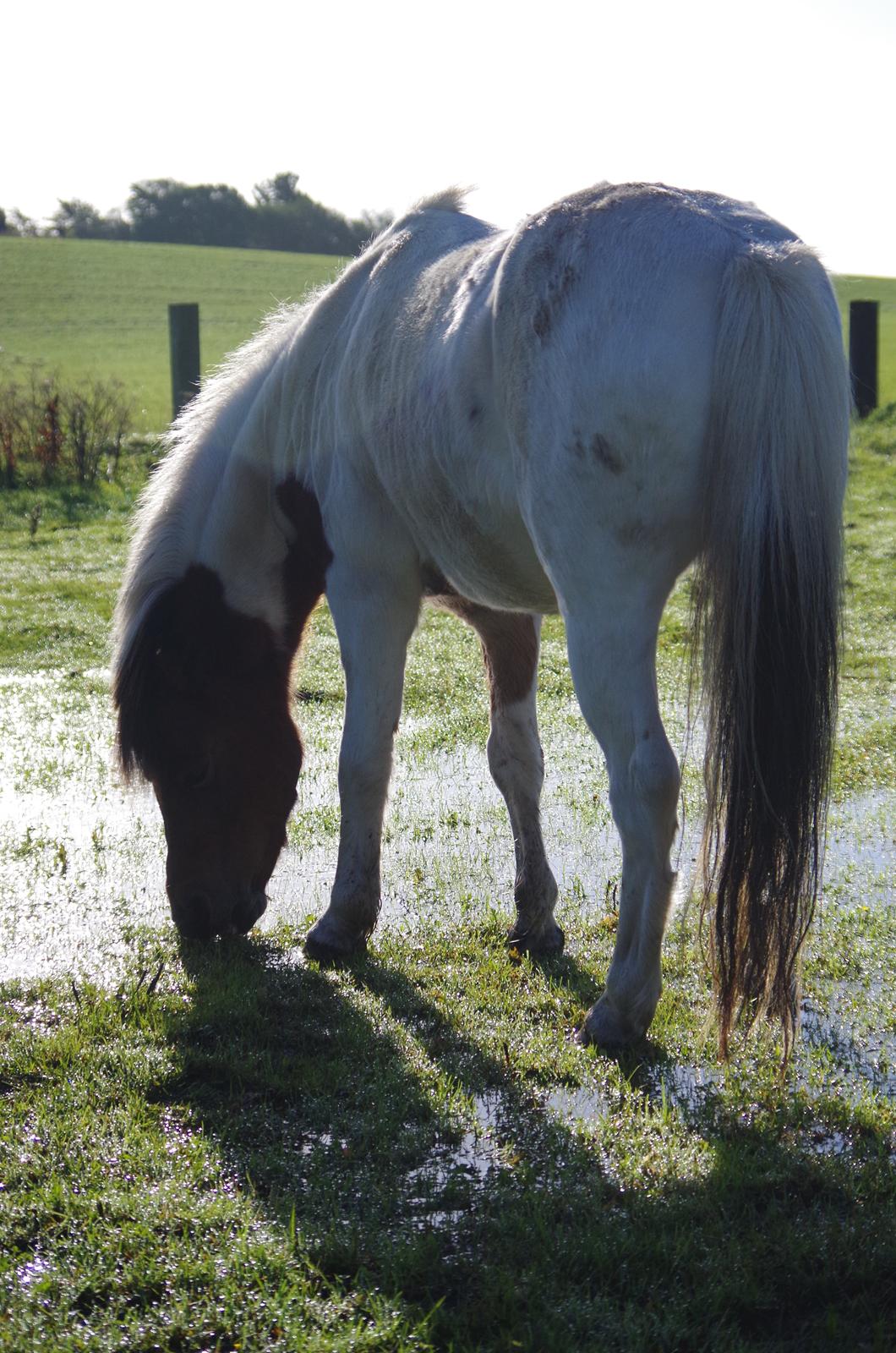 Anden særlig race Lucky Luke  billede 12