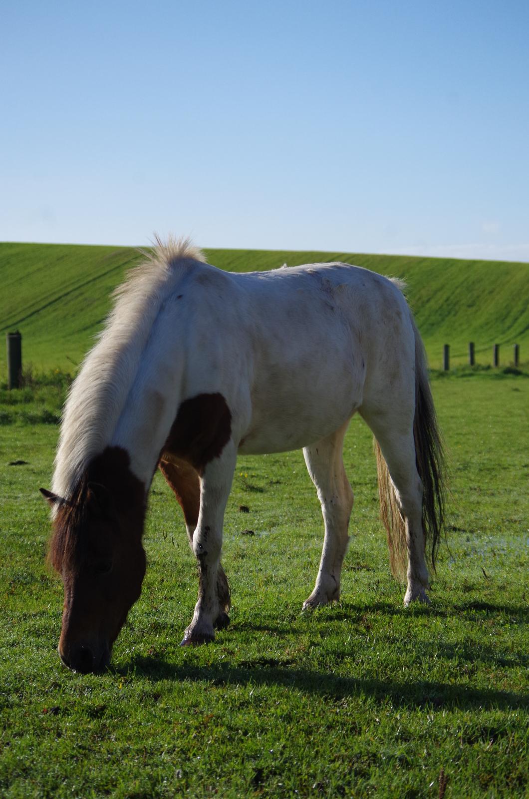 Anden særlig race Lucky Luke  billede 22