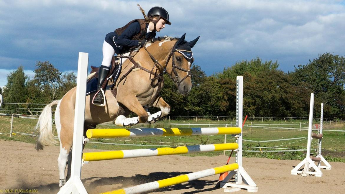 Hollandsk Sportspony Capello Ivo<3 (Min Pony) - LA** rideskolemesterskab billede 46