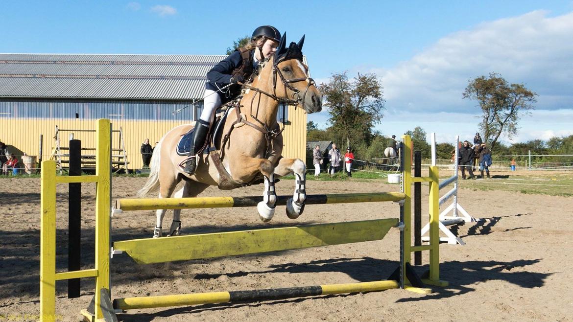 Hollandsk Sportspony Capello Ivo<3 (Min Pony) - LA**Rideskolemesterskab hos Jette billede 49