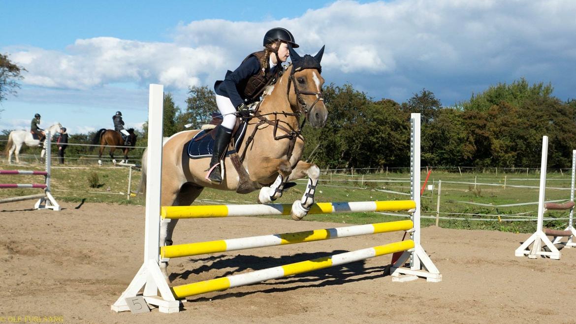 Hollandsk Sportspony Capello Ivo<3 (Min Pony) - når han lige løber rigligt meget til springet og jeg glemmer at give efter... :-D billede 50