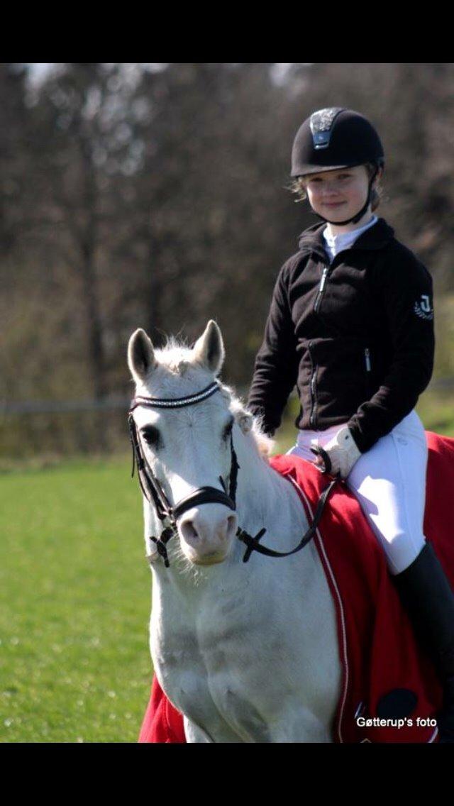 Welsh Pony af Cob-type (sec C) Edelweis Sonny billede 19