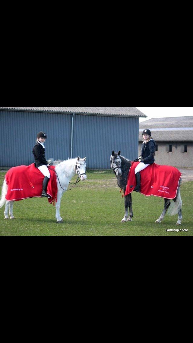Welsh Pony af Cob-type (sec C) Edelweis Sonny billede 20
