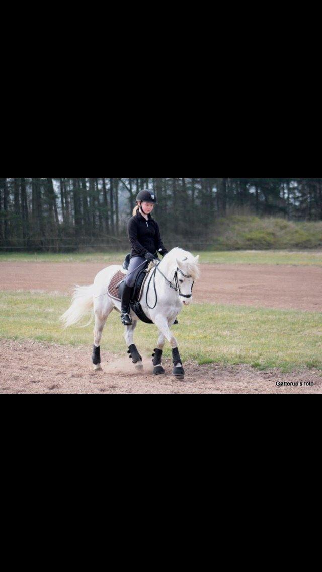 Welsh Pony af Cob-type (sec C) Edelweis Sonny billede 23