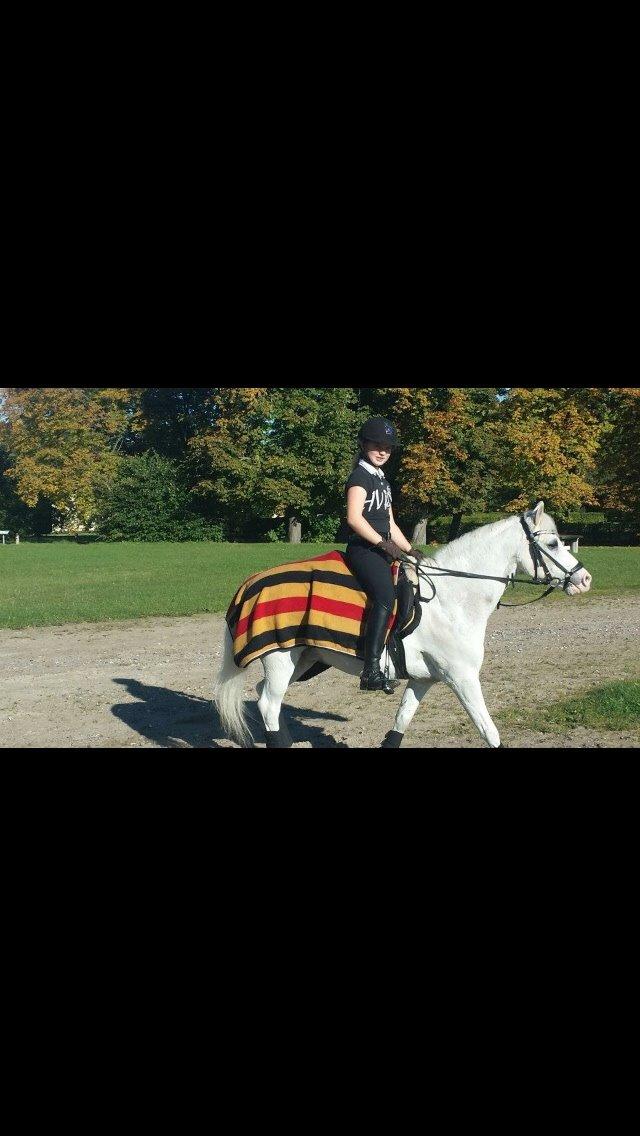 Welsh Pony af Cob-type (sec C) Edelweis Sonny billede 24
