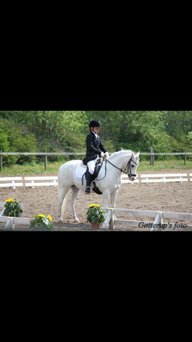 Welsh Pony af Cob-type (sec C) Edelweis Sonny billede 25